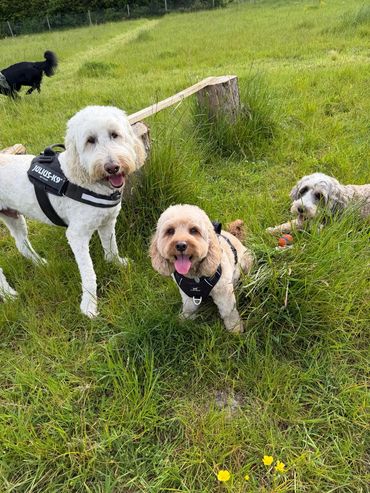 Three happy dogs playing in a grassy field.