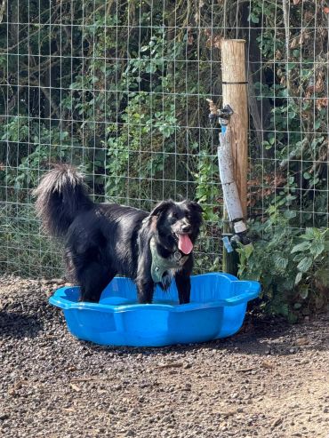 Black dog standing in a blue plastic pool outdoors.