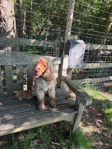 Happy dog sitting on a weathered wooden bench outdoors.