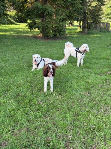 Three dogs standing on a grassy lawn with trees in the background.