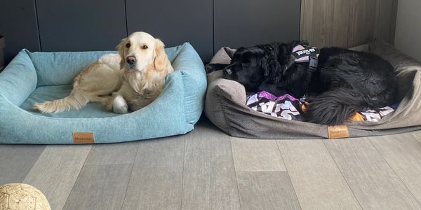 Home Dog Boarding Cosy Paws Hemel Hempstead Golden retriever