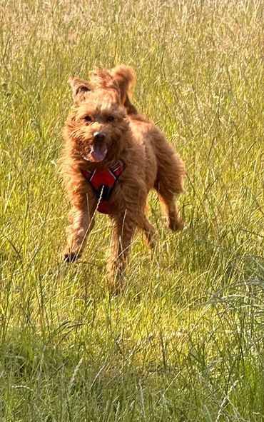 Hertfordshire Dog Boarder Hemel Hempstead Home boarding