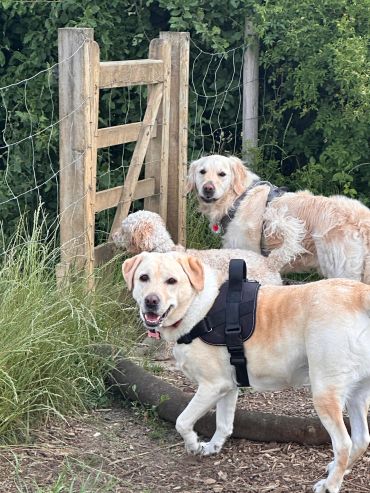 Licensed Dog Boarding Hemel Hempstead Hertfordshire