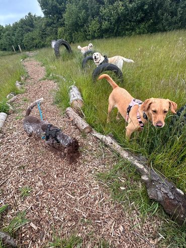 Dog Boarding Hemel Hempstead Hertfordshire