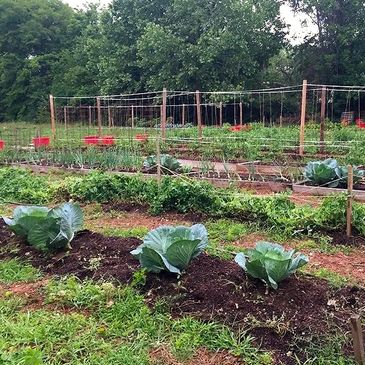 Cabbages growing in foreground of garden