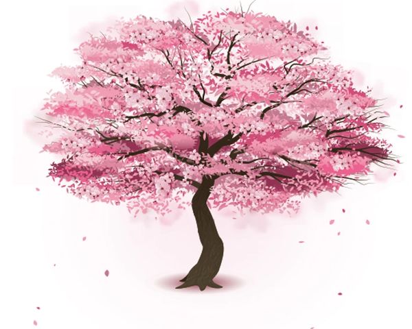 A beautiful cherry blossom tree in full bloom with pink flowers.