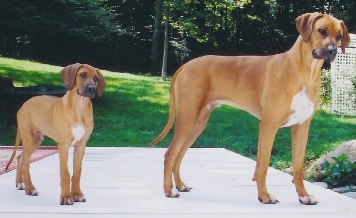 Pampered Pooch Pet Salon