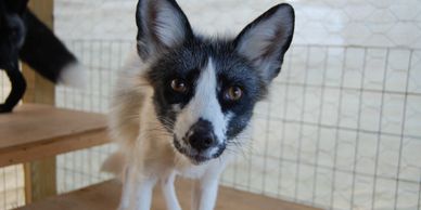marble fox standing on wooden jump box - Dory