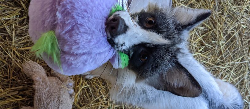 marble fox holding a purple stuffed toy