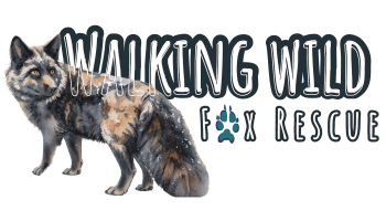 Walking Wild Fox Rescue and Wolf Dog Sanctuary