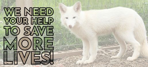 Save A Fox Rescue - Fox Sanctuary