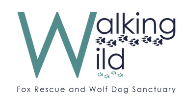 Walking Wild Fox Rescue and Wolf Dog Sanctuary