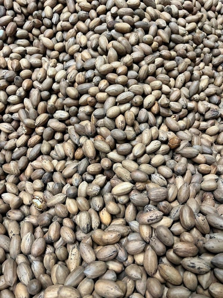 5 lbs Seedstock Whole Native Pecans