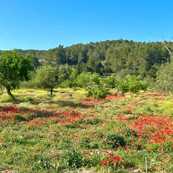 Poppy blossoms in a field in Ibiza