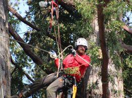 Arborist Tree Services