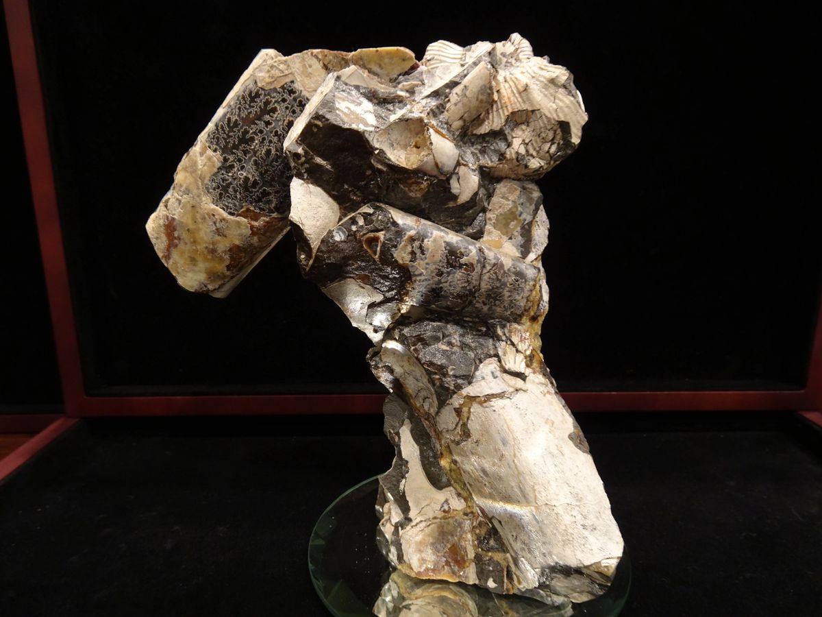 Baculites compressus, Pierre Shale Formation, Elk Creek, S.D. - Fossil  Sculpture