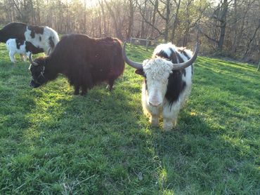 A sturdy black and white yak with a thick, shaggy winter coat.

