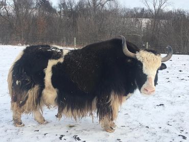 Yak portrait with large horns against mountain ice background.

