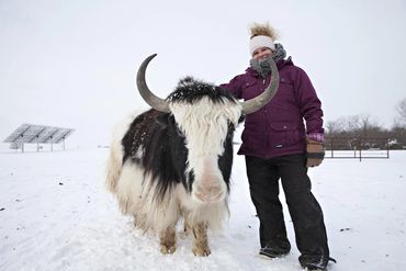 Detailed close-up of a wild yak's face and horns.

