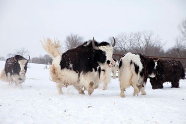 Majestic hairy yak in cold winter mountain environment.

