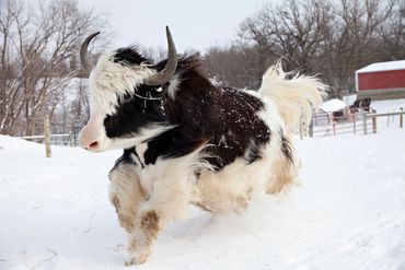 A black and white yak running through the snow with a barn in the background