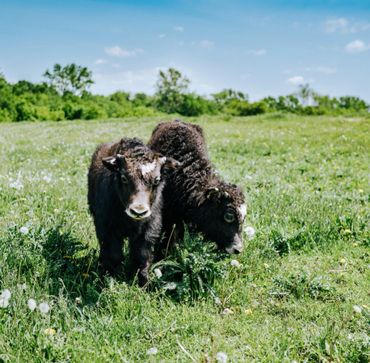 Two young, dark-colored yak calves standing in a sunny, grassy field