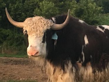 Side view of a yak showing off its long, curved horns and fur.

