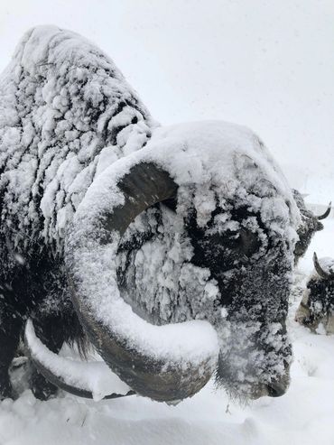 Close-up of yak's face and horns in icy alpine setting.

