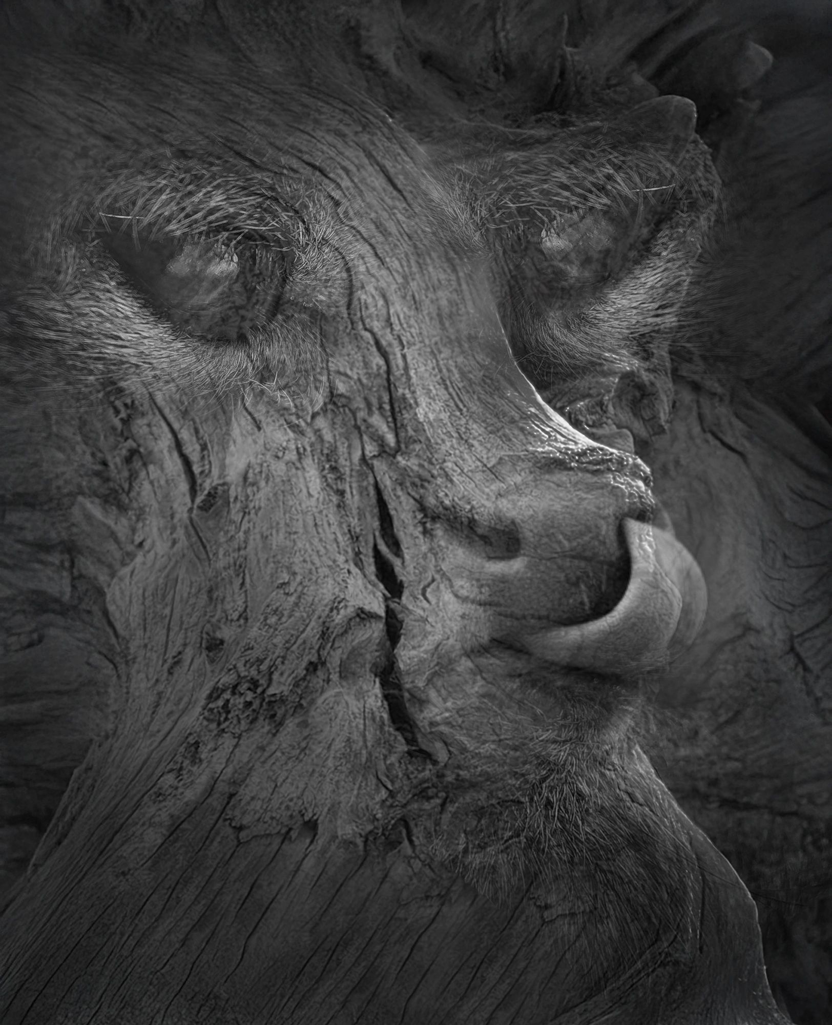 The Driftwood Beast