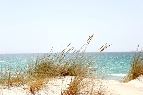 Grass growing from the sandy shores of a sea