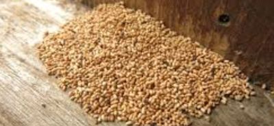 Drywood termite pellets