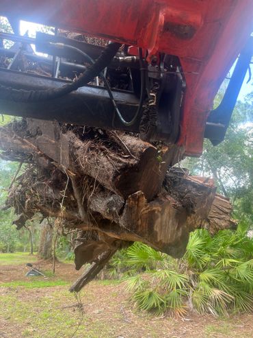 Oak Tree Stump from a Tree Removal. 