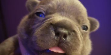 1 week old blue French Bulldog 