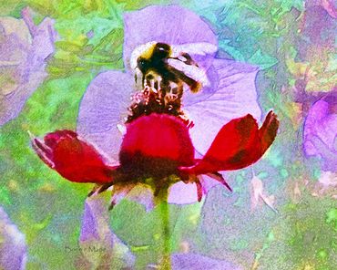 Busy Bee in the Mist
Done in Watercolor pencils then sprayed with water to mist.