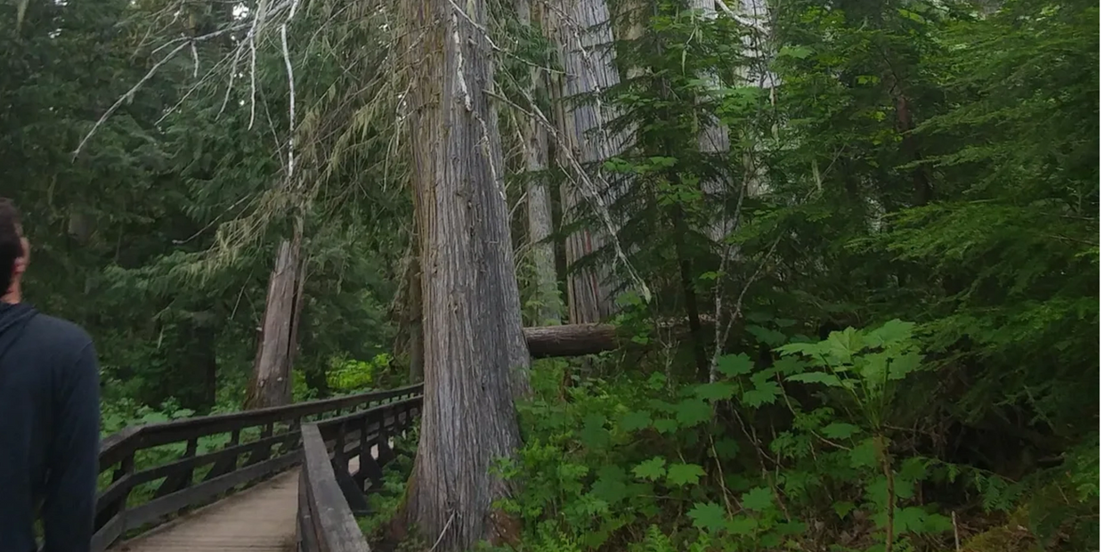 bridge to old growth forest