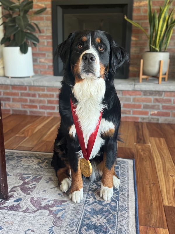 Bernese Mountain dog wearing a gold medal on a red ribbon.