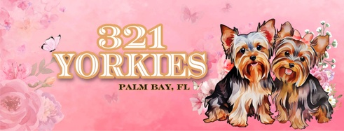 321 Yorkies