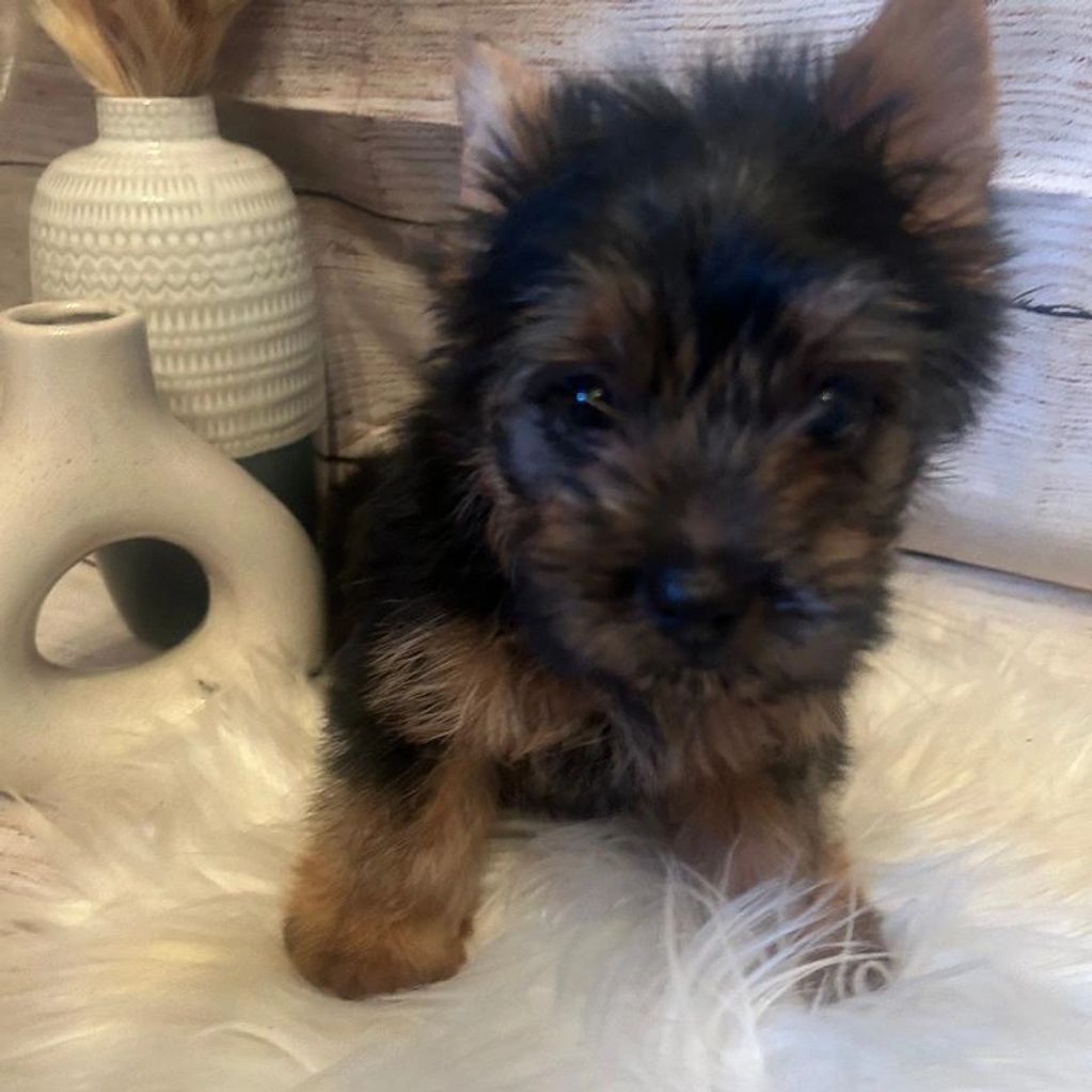 Male Traditional Yorkie
Date of Birth: 3/19/2026
Parents: Nova x Gino
Price: $2,000.00
