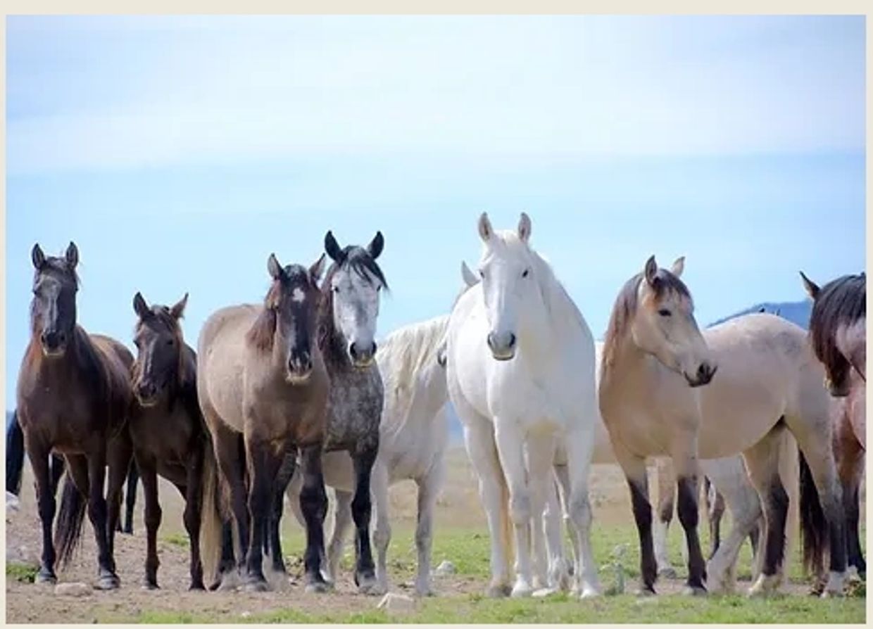Utah Mustangs Adventure
