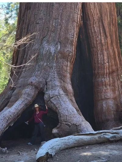 Person standing inside the hollow base of a giant sequoia tree.