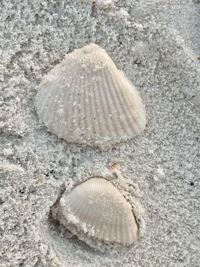 Seashells on white powdery sand