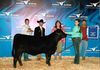 Grand Champion Brangus Female at Rodeo Austin in 2013; bred and owned by us. 