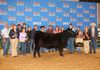 Grand Champion Brangus Female at the 2012 Houston Livestock Show and Rodeo Junior Show.