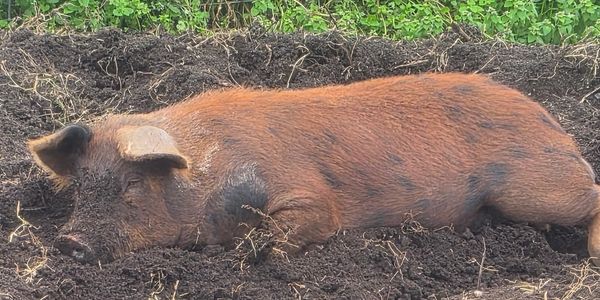 A brown pig wallowing in the dirt outdoors.
