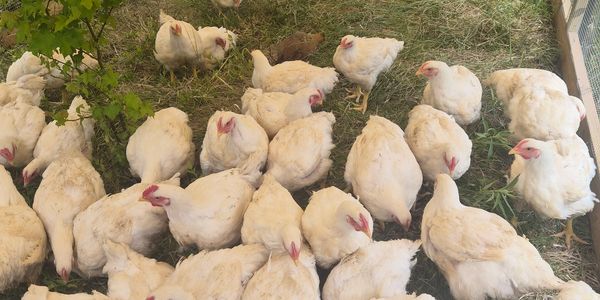 A group of white chickens gathered on grass inside a fenced area.