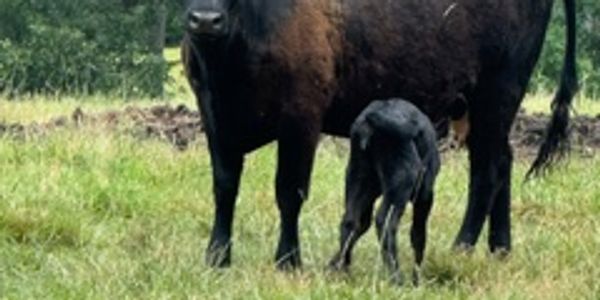 A black cow with a calf nursing in a grassy field.