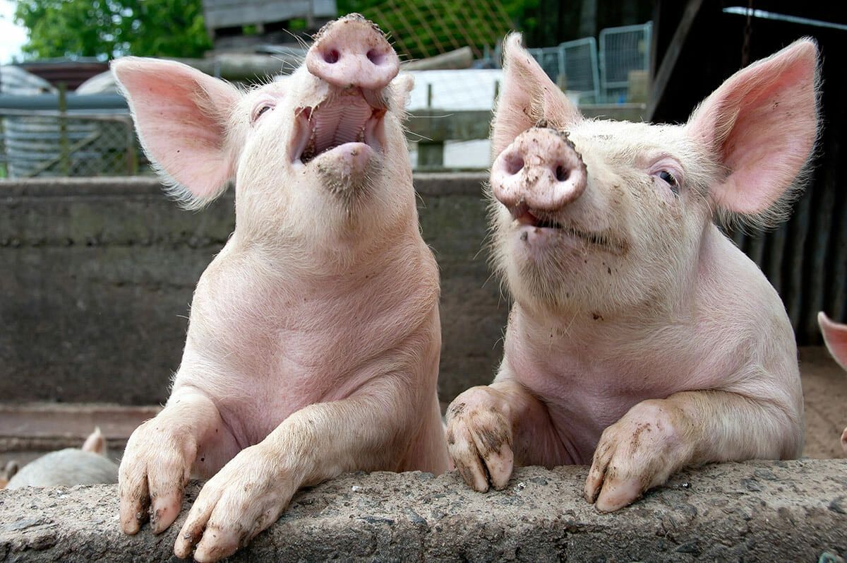 Two playful pigs leaning over a stone wall in a farmyard.
