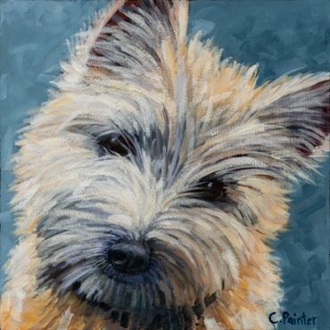 Cairn Terrier Dog