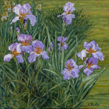 purple Iris in dappled light