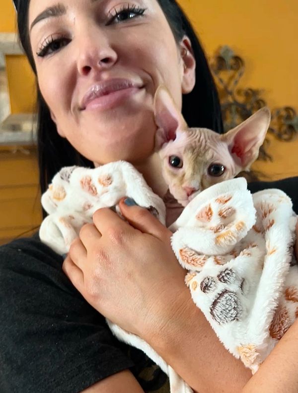 cats for adoption